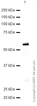 Anti-CHMP2B antibody (ab33174) at 1 µg/ml + Tagged recombinant CHMP2B protein at 0.1 µgSecondaryIRDye 680 Conjugated Goat Anti-Rabbit IgG (H+L) at 1/10000 dilutionPerformed under reducing conditions.