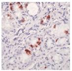 Ab27440, prediluted, staining Cholecystokinin 8 in formalin fixed paraffin embedded stomach by Immunohistochemistry.