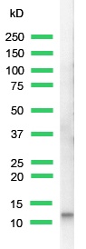 Anti-Cholecystokinin 8 antibody - Azide free (ab27441) at 1/25 dilution + Brain cell lysate
