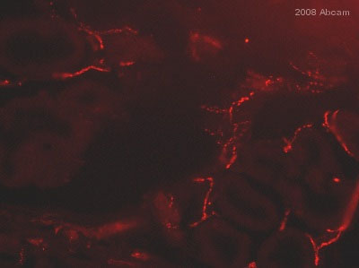 ab6168 staining rat stomach tissue sections by immunohistochemistry (Frozen sections). Tissue underwent fixation in paraformaldehyde. The primary antibody was diluted 1/200 and incubated with sample for 24 hours. A Texas Red® conjugated goat polyclonal (IgG whole molecule) to rabbit IgG, diluted 1/400 was used  as secondary. See Abreview