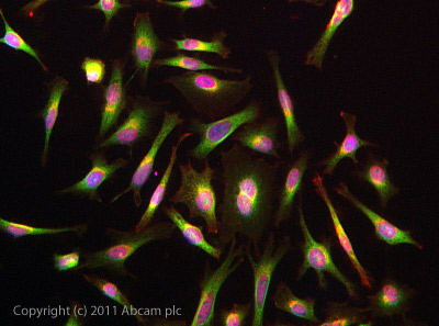 ICC/IF image of ab88053 stained HeLa cells. The cells were 4% PFA fixed (10 min) and then incubated in 1%BSA / 10% normal goat serum / 0.3M glycine in 0.1% PBS-Tween for 1h to permeabilise the cells and block non-specific protein-protein interactions. The cells were then incubated with the antibody (ab88053, 5µg/ml) overnight at +4°C. The secondary antibody (green) was ab96899 Dylight 488 goat anti-rabbit IgG (H+L) used at a 1/250 dilution for 1h. Alexa Fluor® 594 WGA was used to label plasma membranes (red) at a 1/200 dilution for 1h. DAPI was used to stain the cell nuclei (blue) at a concentration of 1.43µM.