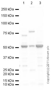 All lanes : Anti-Choline kinase alpha antibody (ab88053) at 1 µg/mlLane 1 : Brain (Mouse) Tissue LysateLane 2 : Lung (Mouse) Whole Cell Lysate - normal tissue (ab29297)Lane 3 : Brain (Rat) Tissue LysateLysates/proteins at 10 µg per lane.SecondaryGoat Anti-Rabbit IgG H&L (HRP) preadsorbed (ab97080) at 1/5000 dilutiondeveloped using the ECL techniquePerformed under reducing conditions.