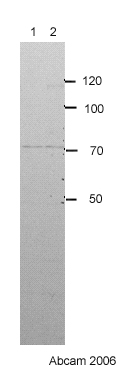 All lanes : Anti-Chp1 antibody (ab28647)Lane 1 : S. pombe chp1Δ lysateLane 2 : S. pombe wildtype lysate