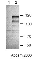 All lanes : Anti-Chp1 antibody - ChIP Grade (ab18191) at 1 µg/mlLane 1 :  S. pombe chp1Δ lysateLane 2 : S. pombe wildtype lysate