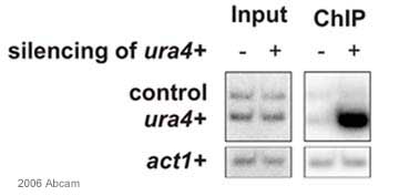 X-ChIP performed with ab18191 on Schizosaccharomyces pombe Cell lysate (whole cell). 5µl antibody were used per 500µl of chromatin/cell lysate according to standard S. pombe ChIP protocols. Protein-A Sepharose was used to recover the ChIPs. In the positive control the researcher specifically induced silencing of the ura4+ gene. For the negative control  the researcher performed multiplex PCR with primers amplifying ura4+ and an un-silenced gene. In addition, act1+ was amplified in a separate PCR reaction.  Chp1 only binds to ura4+ (and only if silencing is induced).This image is courtesy of an Abreview submitted by Marc B? on 9 February 2006See Abreview