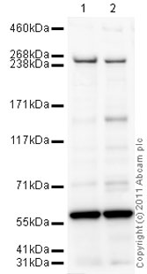 All lanes : Anti-Chromodomain helicase DNA binding protein 5 antibody (ab66516) at 1 µg/mlLane 1 : HeLa (Human epithelial carcinoma cell line) Nuclear Lysate Lane 2 : Jurkat (Human T cell lymphoblast-like cell line) Nuclear Lysate (ab14844)Lysates/proteins at 10 µg per lane.SecondaryGoat polyclonal Secondary Antibody to Rabbit IgG - H&L (HRP), pre-adsorbed at 1/5000 dilutiondeveloped using the ECL techniquePerformed under reducing conditions.