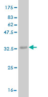 Western blot against tagged recombinant protein immunogen using ab57763 ADCK4 antibody at 1ug/ml.