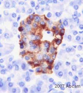 ab15160 at 1/250 staining human pancreas tissue sections by IHC-P. The tissue was formaldehyde fixed and a heat mediated antigen retrieval step was performed before incubation with the antibody for 30 minutes at 25°C. An HRP conjugated rabbit polyclonal was used as the secondary.See Abreview