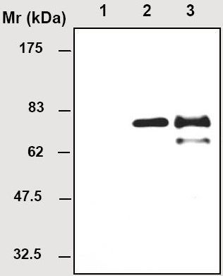 All lanes : Anti-Chromogranin A antibody [23A1] (ab36997)Lane 1 : Bosc23 cell lysateLane 2 : Bosc23 cell lysate transfected with myc/His-CGALane 3 : Human adrenal glandLysates/proteins at 20 µg per lane.Secondaryanti-mouse IgG -HRP