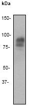 Anti-Chromogranin A antibody [EP1031Y] (ab52983) at 1/1000000 dilution + PC12 cell lysate at 10 µgSecondarygoat anti-rabbit HRP labelled at 1/2000 dilution