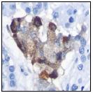 ab52983, at a 1/250 dilution, staining Human Chromogranin A in Pancreas using Immunohistochemistry, Paraffin Emebedded tissue.