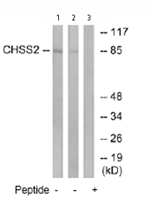 All lanes : Anti-CHSS2 antibody (ab75052) at 1/500 dilutionLane 1 : Extracts from LOVO cellsLane 2 : Extracts from K562 cellsLane 3 : Extracts from LOVO cells plus 5µg immunizing peptideLysates/proteins at 5 µg per lane.