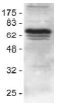 Anti-cIAP1 antibody (ab2399) + Jurkat Cell lysate
