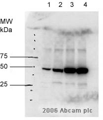 All lanes : Anti-Cig2 antibody [CIG 3A11/5] (ab10881) at 1/1000 dilutionLane 1 : 20ug untreated S. pombe wildtype cells, whole cell lysateLane 2 : 20ug S. pombe wildtype cells 8mM HU treated for 1 hour, whole cell lysateLane 3 : 20ug S. pombe wildtype cells 8mM HU treated for 2 hours, whole cell lysateLane 4 : 20ug S. pombe wildtype cells 8mM HU treated for 3 hours, whole cell lysateSecondaryHRP conjugated sheep anti-mouse antibodydeveloped using the ECL techniqueObserved band size : 50 kDa (why is the actual band size different from the predicted?)Exposure time :  1 minuteThis image is courtesy of an anonymous AbreviewSee Abreview