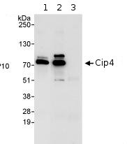Detection of Human Cip4 by Immunoprecipitation. 1mg HeLa whole cell lysate loaded in lanes 1-3 with an antibody recognising an upstream epitope in lane 1, ab72220 at 3 µg in lane 2 and control IgG in lane 3. Image shows immunoprecipitated Cip4 detected using post IP WB, loading 20% of IP and using ab72220 at 0.1 µg/ml. Detection: Chemiluminescence with an exposure time of 10 seconds.