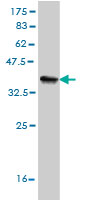 Western blot against tagged recombinant protein immunogen using ab56545 Cip4 antibody at 1ug/ml.