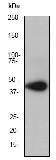 Anti-CKII alpha antibody [EP1963Y] (ab76040) at 1/1000 dilution + HeLa cell lysate at 10 µgSecondaryHRP labelled goat anti-rabbit at 1/2000 dilution