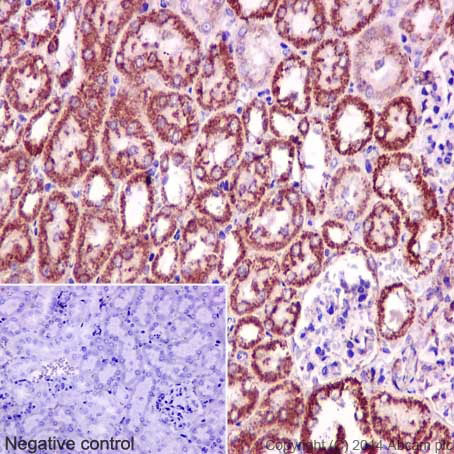 Immunohistochemistry (Formalin/PFA-fixed paraffin-embedded sections) analysis of mouse kidney tissue labelling CLASP1 with purified ab108620 at 1/250. Heat mediated antigen retrieval was performed using Tris/EDTA buffer pH 9. ab97051, a HRP-conjugated goat anti-rabbit IgG (H+L) was used as the secondary antibody (1/500). Negative control using PBS instead of primary antibody. Counterstained with hematoxylin.