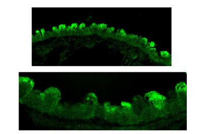 ab59710 at 1/100, overnight, secondary antibody donkey anti-rabbit Cy2® at 1/50. Confocal image shows intense staining of non-ciliated bronchiolar cells (Clara cells).