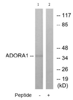 All lanes : Anti-Adenosine A1 Receptor antibody (ab75177) at 1/500 dilutionLane 1 : extracts from MCF-7 cellsLane 2 : extracts from MCF-7 cells with immunizing peptide at 5 µgLysates/proteins at 15 µg per lane.