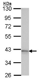 Anti-Adenosine A1 Receptor antibody (ab151523) at 1/1000 dilution + HeLa whole cell lysate at 30 µg