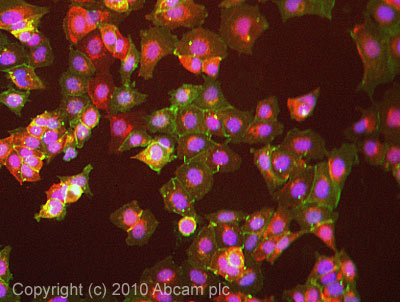 ICC/IF image of ab15102 stained Mcf7 cells. The cells were 4% formaldehyde fixed (10 min) and then incubated in 1%BSA / 10% normal goat serum / 0.3M glycine in 0.1% PBS-Tween for 1h to permeabilise the cells and block non-specific protein-protein interactions. The cells were then incubated with the antibody (ab15102, 5µg/ml) overnight at +4°C. The secondary antibody (green) was Alexa Fluor® 488 goat anti-rabbit IgG (H+L) used at a 1/1000 dilution for 1h. Alexa Fluor® 594 WGA was used to label plasma membranes (red) at a 1/200 dilution for 1h. DAPI was used to stain the cell nuclei (blue) at a concentration of 1.43µM.