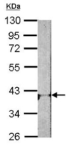Anti-Adenosine A1 Receptor antibody (ab151523) at 1/1000 dilution + NIH3T3 whole cell lysate at 30 µg