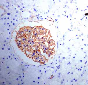 ab131259 showing positive staining in Normal kidney tissue.
