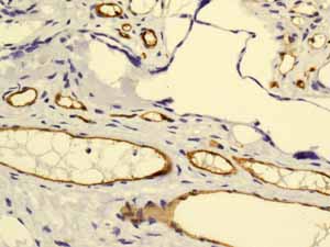 ab131259 showing positive staining in Normal placenta tissue.