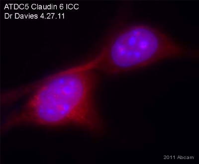 ab107059 staining Claudin 6 in murine AGDC 5 chondocytic cells by Immunocytochemistry/ Immunofluorescence. Cells were fixed in paraformaldhyde and permeabilized in 0.1% Triton X-100 prior to blocking in 10% FBS in PBS for 2 hours at room temperature. The primary antibody was diluted 1/50 and incubated with the sample for 12 hours at 4°C with overnight gyratory incubation. The secondary antibody was Alexa Fluor® 594-conjugated goat anti-Rabbit polyclonal, diluted 1/50.Red staining is Claudin 6 and the blue is nuclear counterstaining with DAPI. Oil immersion microscopy was at 100X using an Olympus BX21 fluorescent microscope with an Infinity 3 camera.See Abreview