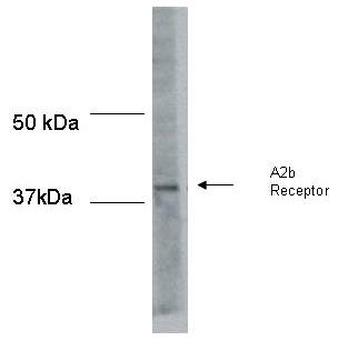 Anti-Adenosine A2b Receptor antibody (ab40002) at 0.5 µg/ml + 100ug of rat kidney cortex lysate.SecondaryBovine-anti goat IgG conjugated to HRP at 1/7500 dilutionPerformed under reducing conditions.