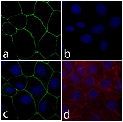 Immunofluorescent analysis of Caco-2 cells (4% paraformaldehyde-fixed) labeling Claudin18 with ab203563 at 1/500 dilution followed with Alexa Flour® 488 goat anti-rabbit IgG secondary antibody at 1/400 dilution (Panel a: green). Nuclei (Panel b: blue) were stained with DAPI. Panel c is a merged image showing cell junction localization and panel d is a control without primary antibody. 20X magnification.