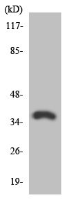 Anti-Adenosine A2b Receptor antibody (ab135865) at 1/500 dilution + HT29 cell lysates at 30 µg
