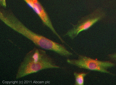 ICC/IF image of ab28736 stained SKNSH cells. The cells were 4% formaldehyde (10 min) and then incubated in 1%BSA / 10% normal goat serum / 0.3M glycine in 0.1% PBS-Tween for 1h to permeabilise the cells and block non-specific protein-protein interactions. The cells were then incubated with the antibody (ab28736, 5µg/ml) overnight at +4°C. The secondary antibody (green) was ab96899 Dylight 488 goat anti-rabbit IgG (H+L) used at a 1/250 dilution for 1h. Alexa Fluor® 594 WGA was used to label plasma membranes (red) at a 1/200 dilution for 1h. DAPI was used to stain the cell nuclei (blue) at a concentration of 1.43µM.