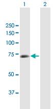 All lanes : Anti-Cleavage stimulation factor 2 antibody (ab167554) at 1 µg/mlLane 1 : Cleavage stimulation factor 2 transfected 293T cell line lysateLane 2 : Non-transfected 293T cell line lysateLysates/proteins at 15 µl per lane.