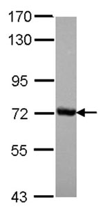 Anti-Cleavage stimulation factor 2 antibody - N-terminal (ab151586) at 1/1000 dilution + Jurkat whole cell lysate at 30 µg