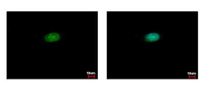 Immunofluorescent analysis of methanl-fixed HeLa cells (ice-cold for 5 min) labeling Cleavage stimulation factor 2 with ab151586 at 1/500 dilution (Green). Blue: Hoechst 33343 staining.