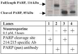 Proteins from cell extracts were resolved by SDS-PAGE on a 4-20% Tris glycine gel and were transferred to PVDF membrane. Membranes were incubated with either 1 µg/mL anti-PARP (pan) antibody or anti PARP cleavage site (214/215) specific antibody at 1 µg/mL. After washing, membranes were incubated with goat F(ab’)2 antirabbit IgG alkaline phosphatase and bands were detected using the Tropix WesternStar detection method. The data show that the anti-PARP cleavage site specific antibody only recognizes the 85 kDa fragment of PARP in apoptotic cells (lane 3) and does not react with full length PARP (lane 1). The PARP (pan) antibody confirms that nonapoptotic cells express full length PARP of 116 kDa (lane 2) and which is cleaved when apoptosis is induced (lane 4).