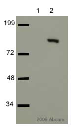 All lanes : Anti-Cleaved PARP antibody (ab4830) at 1/1000 dilutionLane 1 : Non-induced Jurkat cellsLane 2 : Induced Jurkat cellsSecondaryGoat Anti-Rabbit HRPdeveloped using the ECL techniquePerformed under reducing conditions.