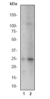 All lanes : Anti-Cleaved PARP antibody [E51] (ab32064) at 1/1000000 dilutionLane 1 : Jurkat cell lysate. Untreated.Lane 2 : Jurkat cell lysate. Treated with Camptothecin.