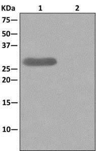 Western blot analysis on immunoprecipitation pellet from (1) fetal liver lysate or (2) 1X PBS (negative control) using ab175230, and HRP-conjugated anti-rabbit IgG preferentially detecting the non-reduced form of rabbit IgG.