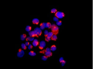 Immunofluorescent analysis of HepG2 cells labeling CLIC2 with ab175230 at 1/100 dilution (red). DAPI nuclear staining (blue).
