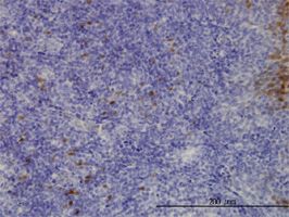 CLIC3 antibody (ab56364) used in immunohistochemistry at 3ug/ml on formalin fixed and paraffin embedded human placenta.
