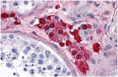 Immunohistochemical analysis of formalin-fixed, paraffin-embedded Human testis tissue labelling Adenosine Receptor A2a with ab140697 at 10 µg/ml.