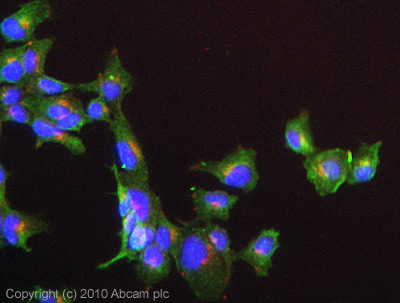 ICC/IF image of ab61830 stained Hek293 cells. The cells were 4% formaldehyde fixed (10 min) and then incubated in 1%BSA / 10% normal goat serum / 0.3M glycine in 0.1% PBS-Tween for 1h to permeabilise the cells and block non-specific protein-protein interactions. The cells were then incubated with the antibody ab61830 at 10µg/ml overnight at +4°C. The secondary antibody (green) was Alexa Fluor® 488 goat anti- mouse IgG (H+L) used at a 1/1000 dilution for 1h. Alexa Fluor® 594 WGA was used to label plasma membranes (red) at a 1/200 dilution for 1h. DAPI was used to stain the cell nuclei (blue) at a concentration of 1.43µM. This antibody also gave a positive result in HeLa, HepG2, and MCF-7 cell lines in PFA at 10ug/ml