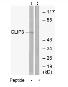 All lanes : Anti-CLIP3 antibody (ab74239) at 1/500 dilutionLane 1 : Extracts from A549 cellsLane 2 : Extracts from A549 cells plus 5µg immunizing peptideLysates/proteins at 5 µg per lane.