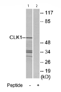 All lanes : Anti-CLK1 antibody (ab74044) at 1/500 dilutionLane 1 : Extracts from 293 cellsLane 2 : Extracts from 293 cells with immunizing peptide at 5 µgLysates/proteins at 5 µg per lane.