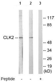 All lanes : Anti-CLK2 antibody (ab65082) at 1/500 dilutionLane 1 : Extracts from COLO205 cellsLane 2 : Extracts from A549 cellsLane 3 : Extracts from A549 cells with immunising peptide at 10 µgLysates/proteins at 30 µg per lane.