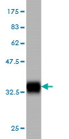 Western blot against tagged recombinant protein immunogen using ab54688 CLPS antibody at 1ug/ml.