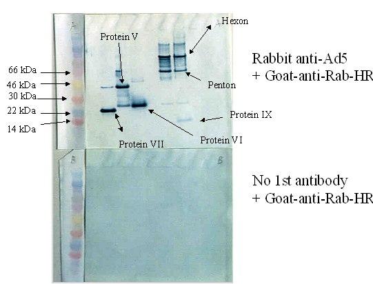 Top blot (A): ab6982 at a 1/4000 dilution staining Adenovirus type 5 capsid proteins by Western blot (ECL). Secondary = goat anti-rabbit (HRP conjuagte). Bottom blot (B): As above, except ab6982 omitted. 